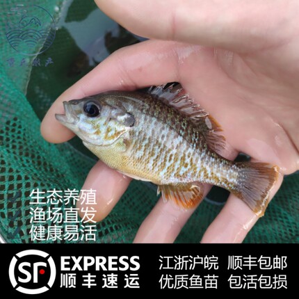 蓝鳃太阳鱼苗金边杂交活体淡水鱼塘养殖鱼苗观赏鱼凶猛食用小鱼苗