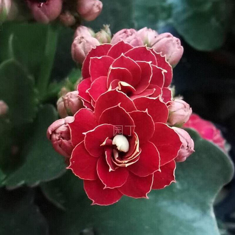 包邮昊景长寿花超级大花巴黎布朗变色奶油带花苞室内阳台盆栽花卉