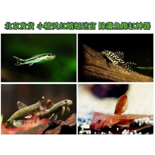 小精灵老虎精灵红蜻蜓皇冠帝王迷宫L333除藻鱼除藻工具鱼清洁鱼