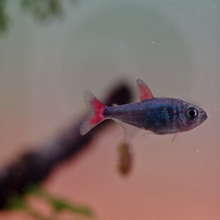 灰太狼灯鱼观赏鱼小型热带鱼南美高端稀有观赏鱼淡水灰太狼灯科鱼