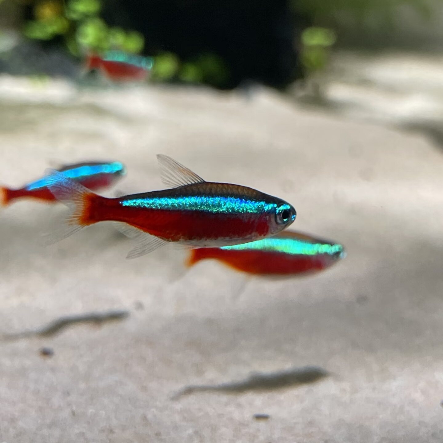 宝莲灯观赏鱼淡水小型热带鱼灯鱼