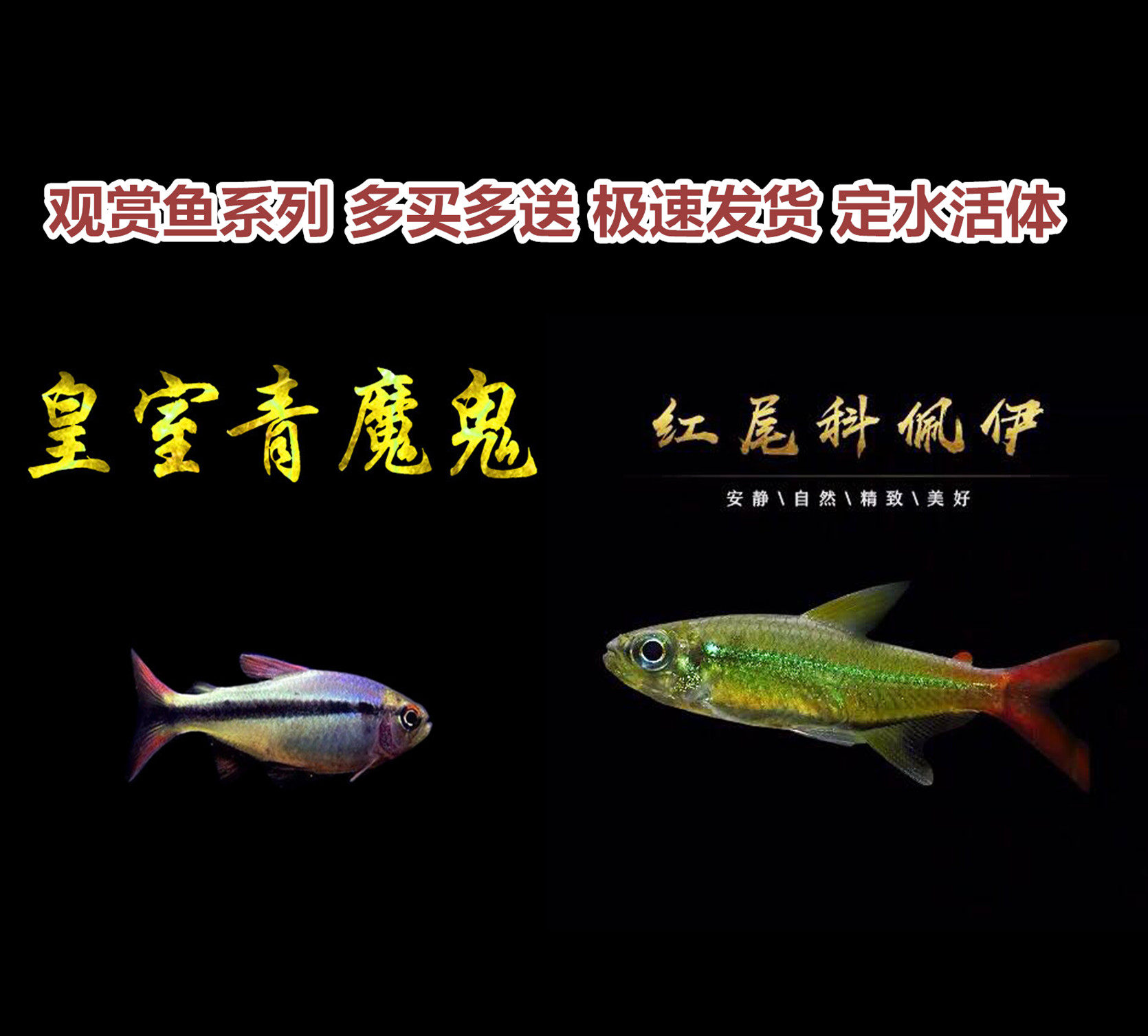 红尾科佩伊f1南美灯鱼红尾科佩伊皇室青魔鬼鱼观赏鱼小型热带鱼