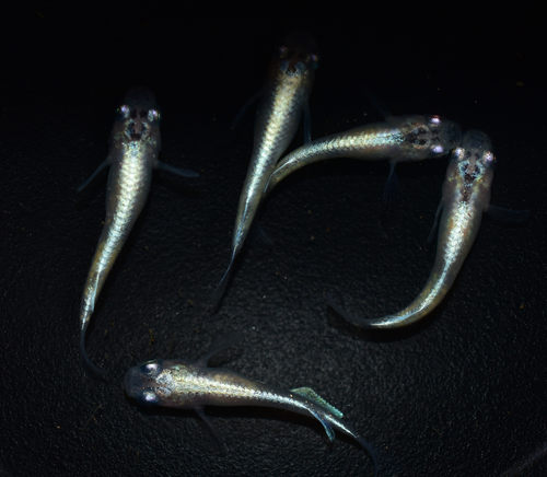 迷你金鱼价格 迷你金鱼图片 星期三