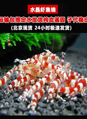 红白水晶虾酒红黑金刚圣诞黑水晶