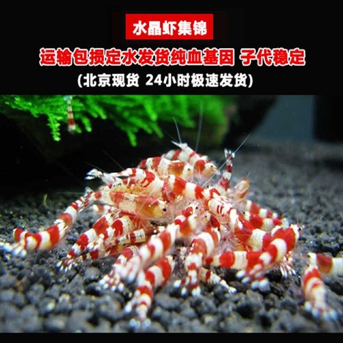 红白水晶虾酒红黑金刚圣诞黑水晶