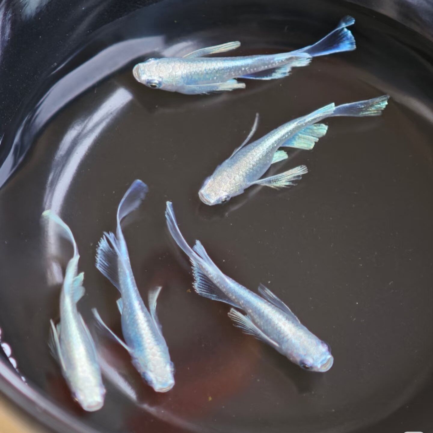 观背青鳉长鳍天使之翼冷水观赏鱼图片