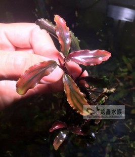 西加里造景水草水下叶椒榕水草新手 辣椒蓉 西加里曼丹 辣椒榕