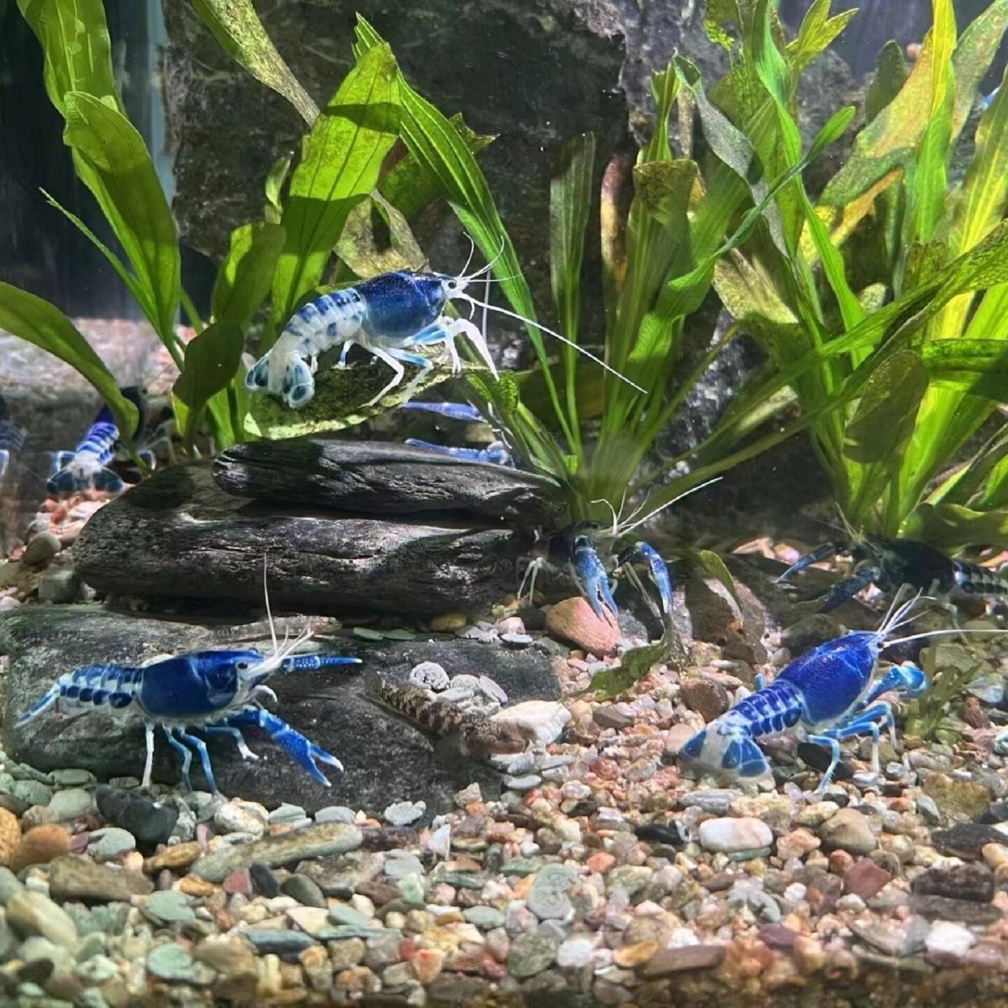 青花瓷螯虾观赏虾淡水冷水虾花色