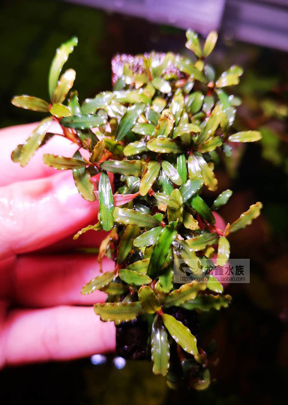 辣椒榕 闪电4型 闪电 自家养殖水下叶 辣椒蓉水草 造景水草新手