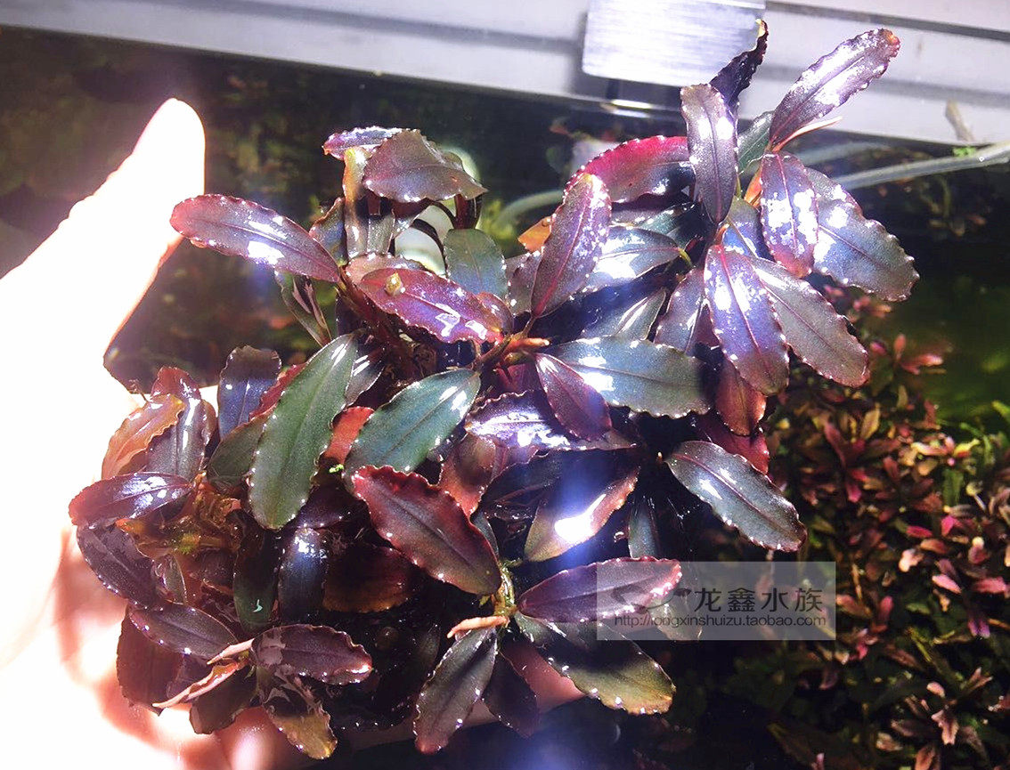 辣椒榕布朗尼蓝 辣椒蓉Brownieblue布蓝13年水草老版(NK种源)特价