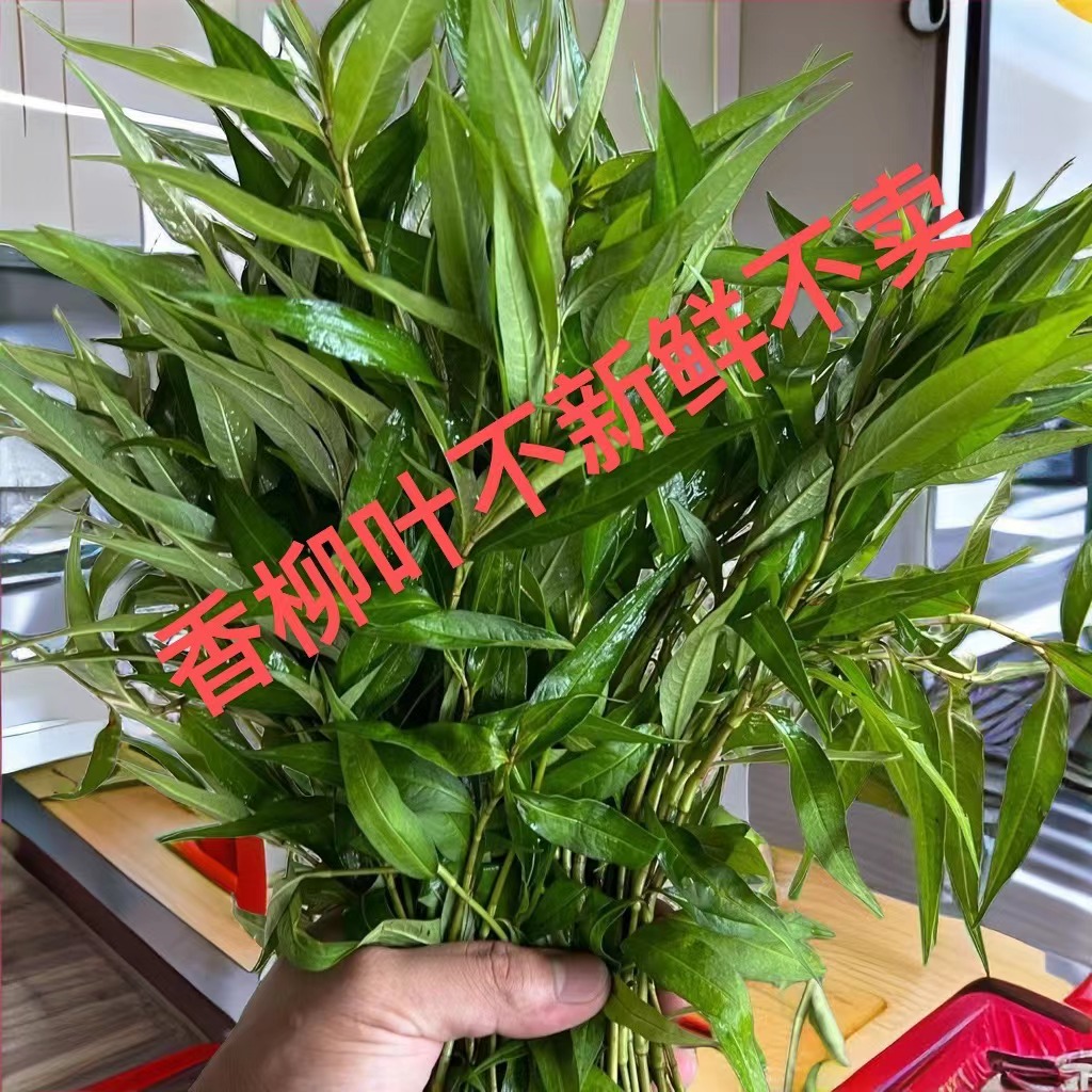 云南香柳菜越南香柳新鲜叻沙叶鱼廖辣柳菜傣味烧鱼毛蛋香料香菜苗