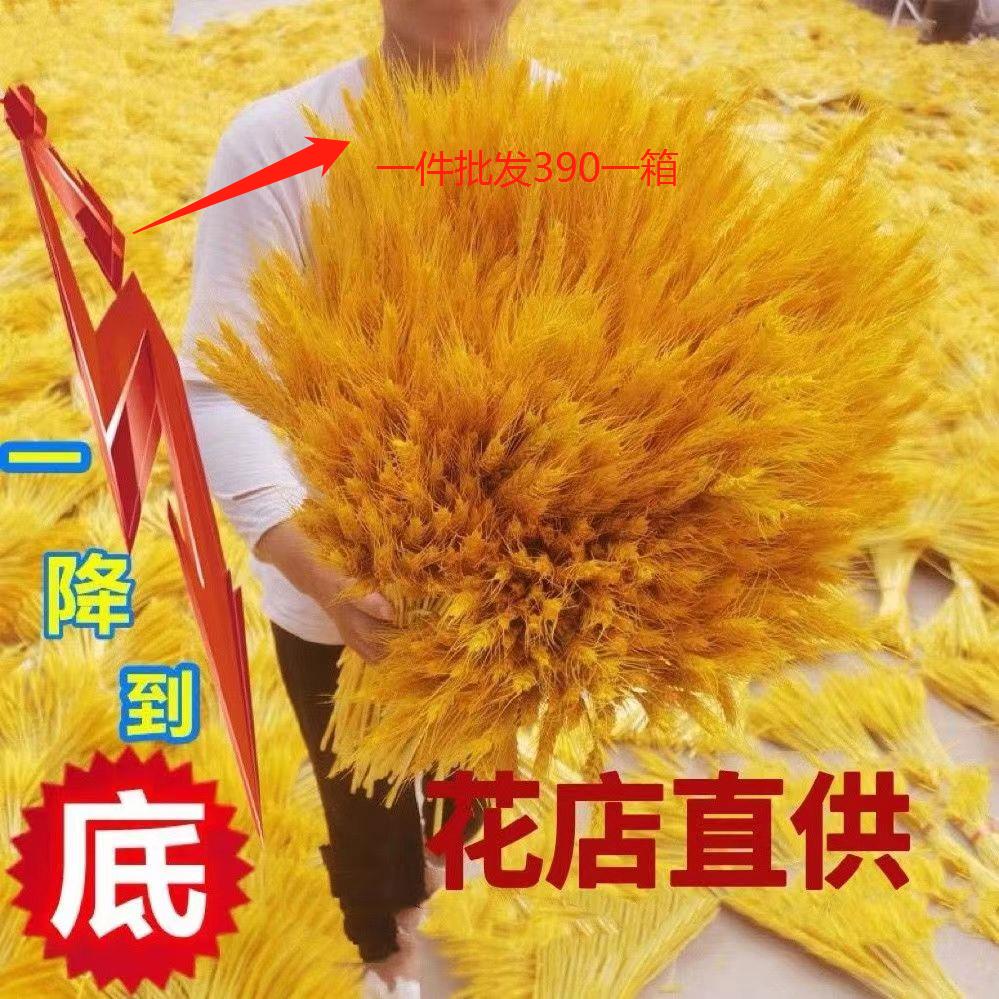 麦穗干花基地直销工厂直销