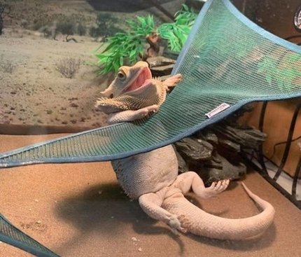 ZOOMED祖迈特爬虫吊床爬梯雨林蜥蜴攀爬斑帆伞蜥龙鬃狮空中水盆