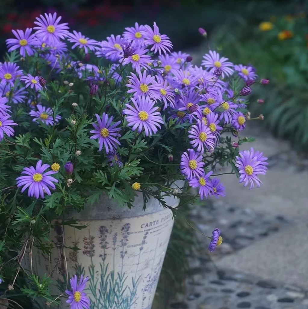 姬小菊室外庭院植物多年生冬季