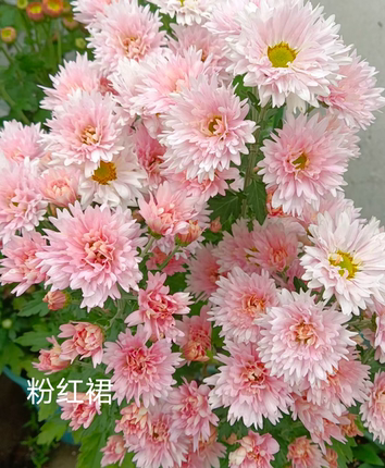 日本菊花切花菊庭院植物阳台花卉千头菊耐寒耐热多年生四季开花