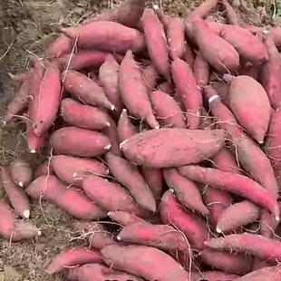 【糯甜】现挖从化南沙一点红番薯冰沙地淇淋红薯紫心地瓜包邮