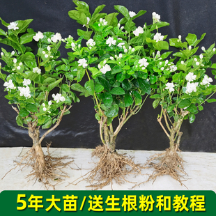重瓣茉莉花盆栽老桩茉莉花苗室内外花卉阳台庭院桌面绿植产地直发