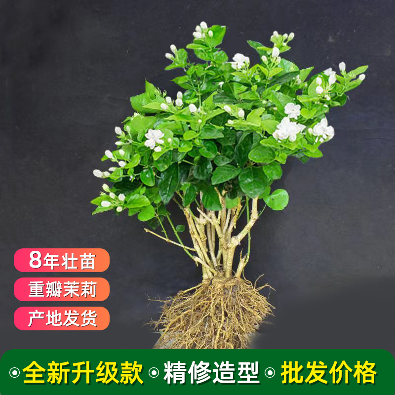 重瓣茉莉花盆栽老桩四季开花茉莉花苗室内外花卉阳台庭院桌面绿植