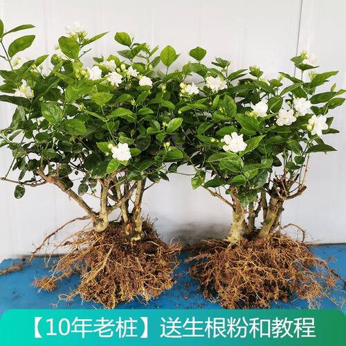 重瓣茉莉花苗茉莉花盆栽老桩花卉