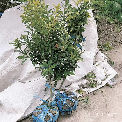东魁黑炭水晶嫁接杨梅苗带土发货