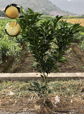 RCSC 黄金爆汁葡萄柚 柚子苗正宗嫁接盆栽地栽果树庭院种植常绿