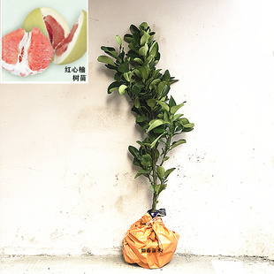 树苗基地直销嫁接玉环文旦白心柚子红心蜜柚子果树苗蜜柚新品种