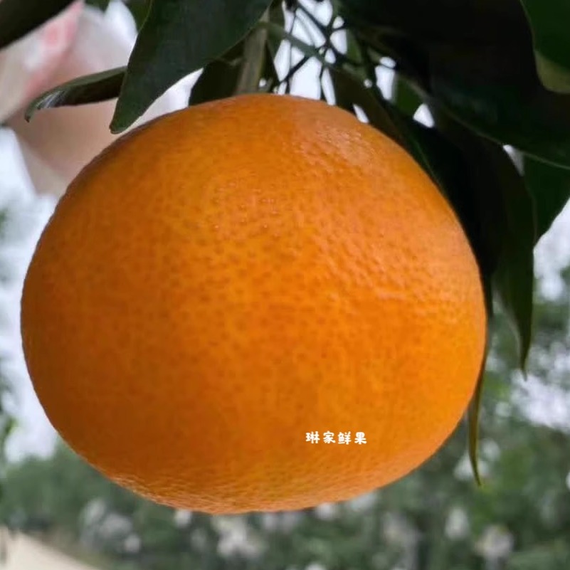 新鲜丹棱9斤精品红美人果冻橙