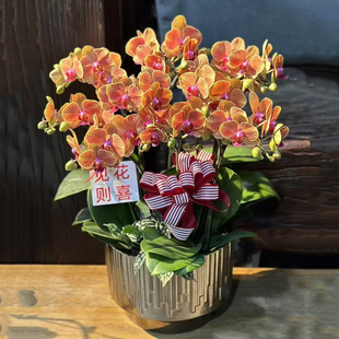 新品种蝴蝶兰黄金树小花型室内家居盆栽开张乔迁生日升迁礼品