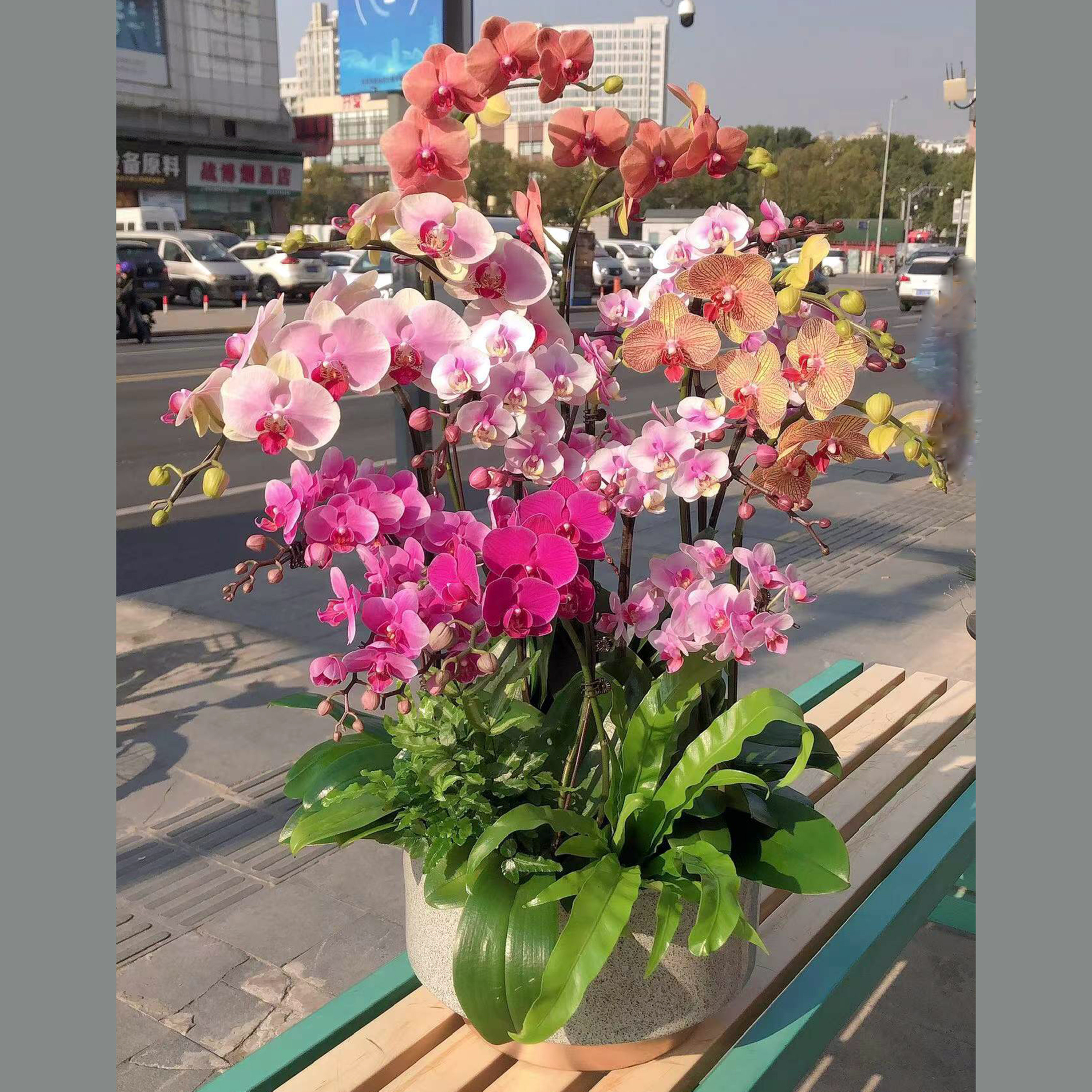 蝴蝶兰多色组合精致室内盆栽桌面