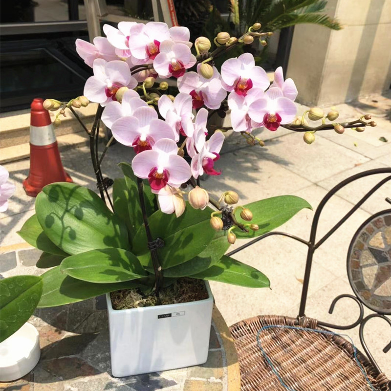 上海同城小中型蝴蝶兰带花盆栽开业乔迁生日结婚元旦年宵花礼品