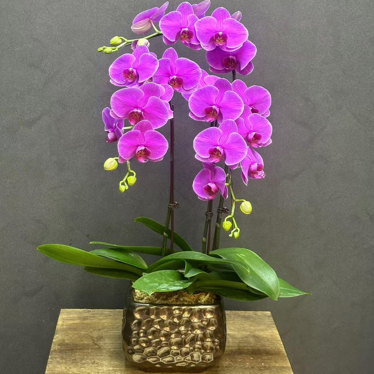 蝴蝶兰恭喜发财室内中型盆栽带花客厅生日开业乔迁元旦年宵花礼物