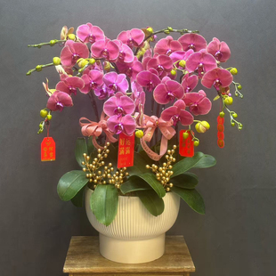 蝴蝶兰烈焰火王室内盆栽家居桌面结婚生日升迁开张乔迁年宵花礼品