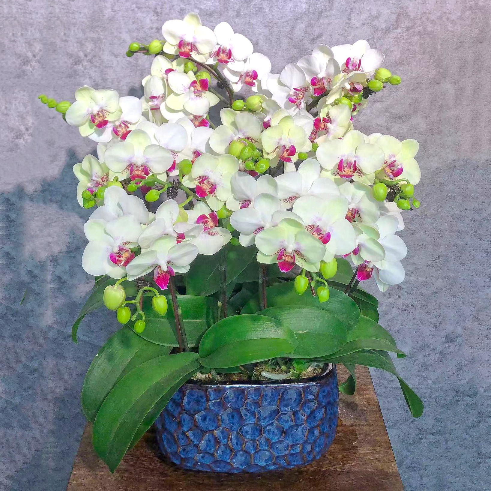 浅绿色小型蝴蝶兰室内家居盆栽桌面玄关日乔迁开业元旦年宵花卉