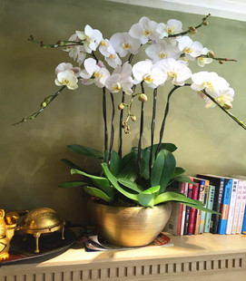 大型白蝴蝶兰室内盆栽家居桌面办公室客厅大堂升迁生日礼品