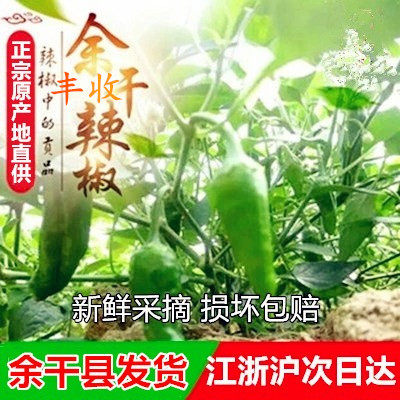 5斤江西特产正宗余干小辣椒