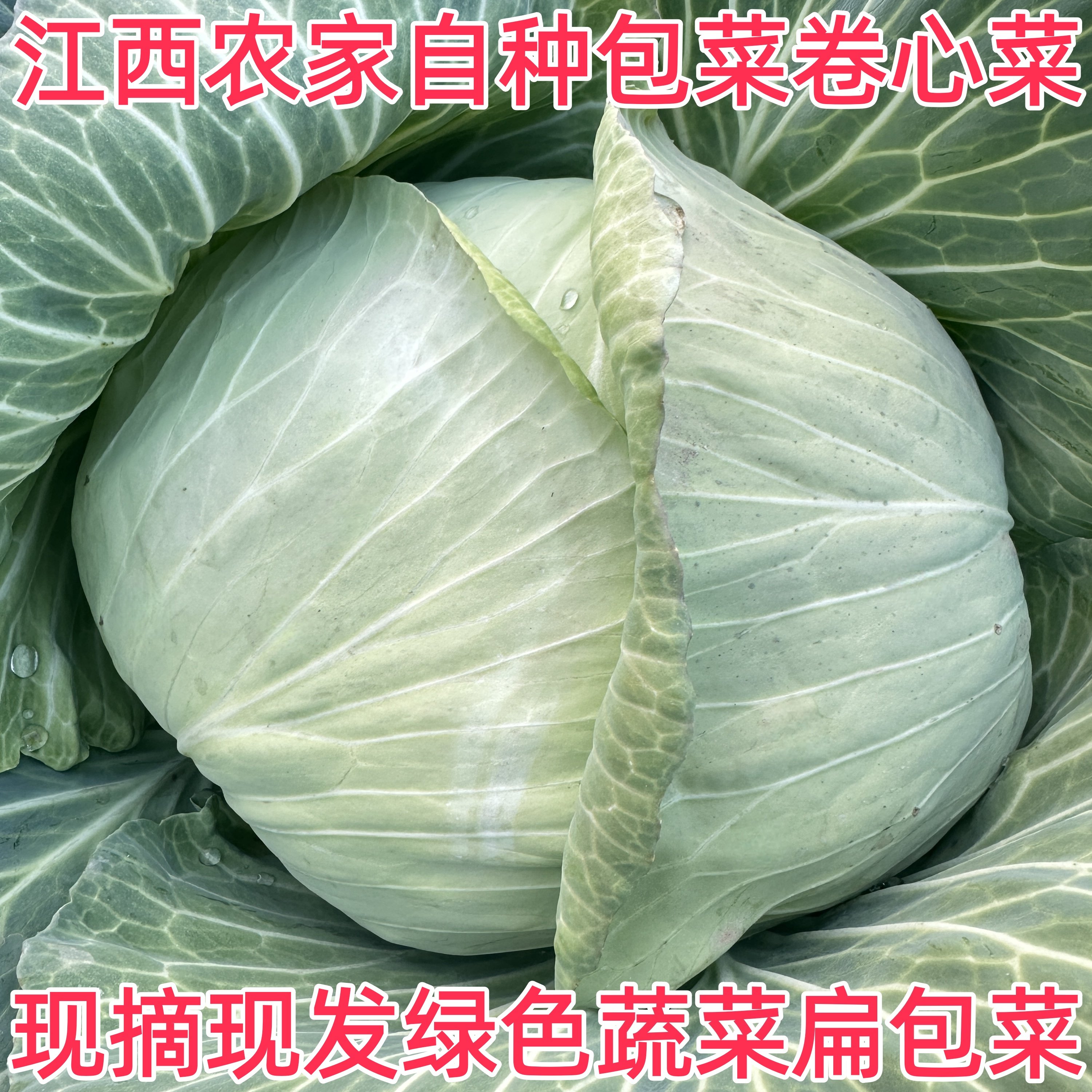 10斤江西农家露天现摘卷心菜
