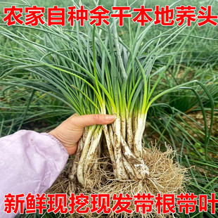 5斤江西余干特产新鲜带叶荞头藠头茭头小蒜农家自种时令蔬菜现挖
