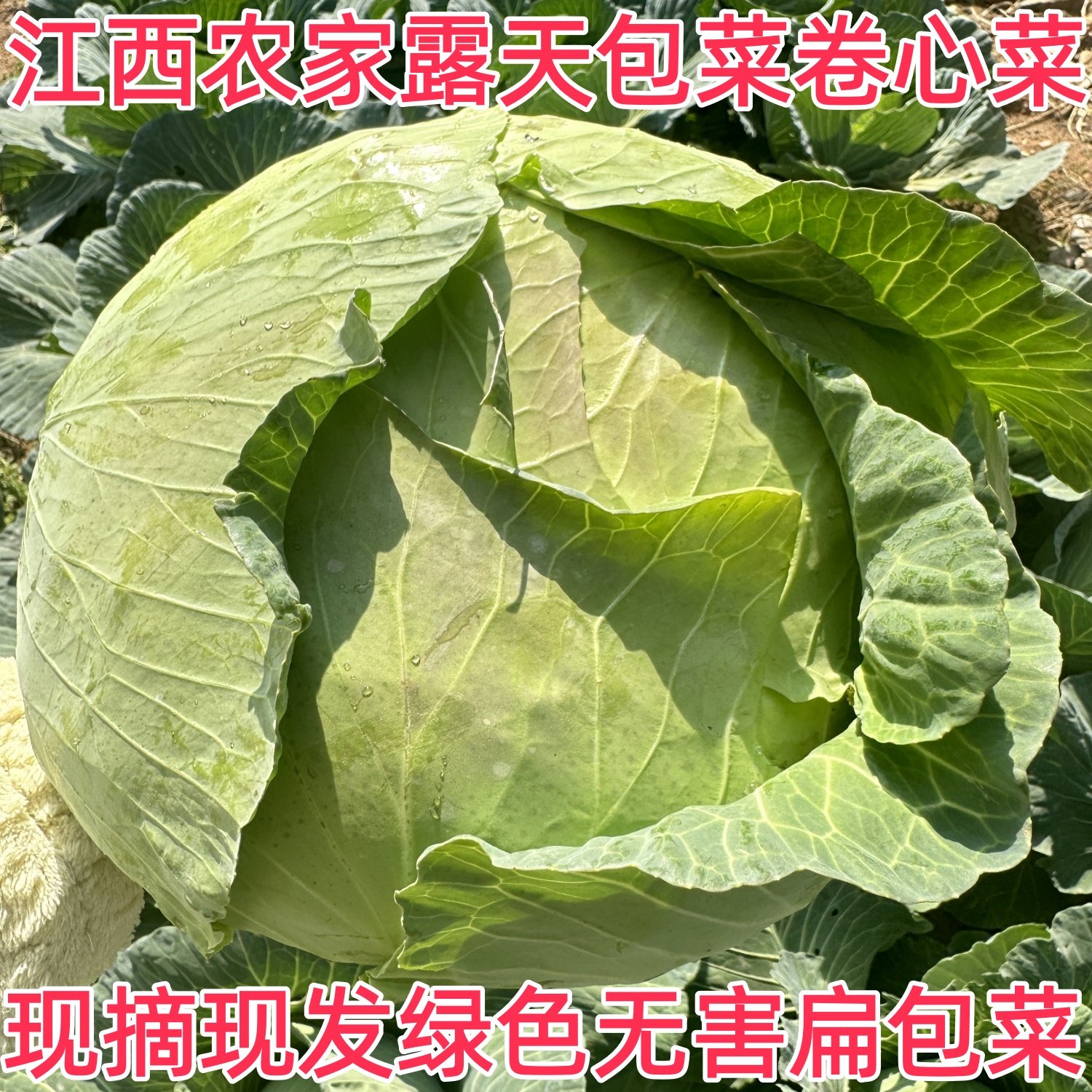 10斤农家自种包心菜卷心菜现摘