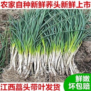 5斤江西余干特产新鲜带叶荞头藠头茭头小蒜农家自种时令蔬菜现挖