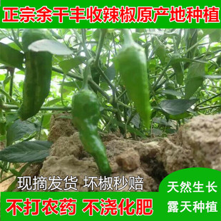 3斤江西特产正宗余干丰收辣椒农家枫树辣椒土辣椒青椒新鲜现摘