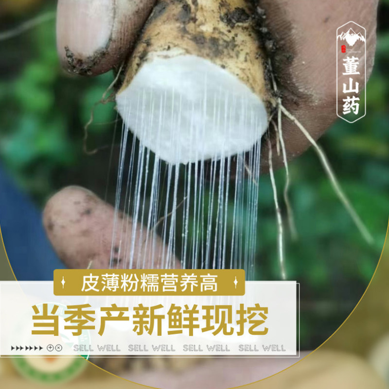 有机种植粉糯香甜营养价值高