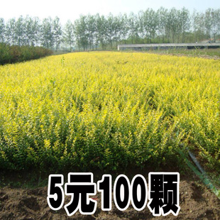 金叶女贞小叶女贞树苗包成活篱笆四季常青不落叶庭院植物绿化苗木