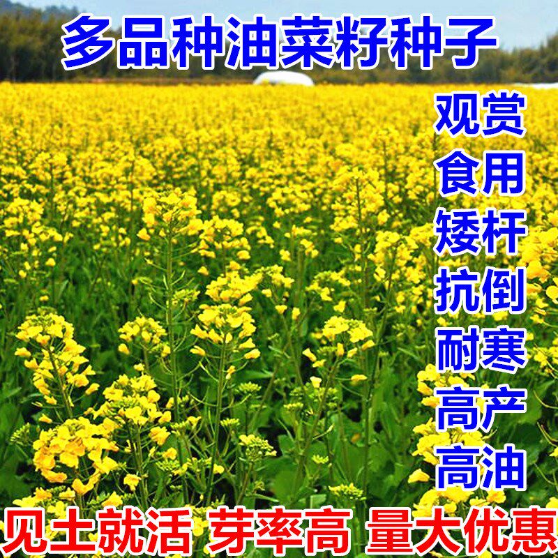 老品种油菜籽牧草种子观赏油菜花种榨油油菜籽北方耐寒四季种植