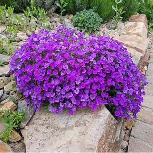 南庭芥种子耐寒花籽矮生石头缝蓝庭芥花种子易活盆栽四季播种开花