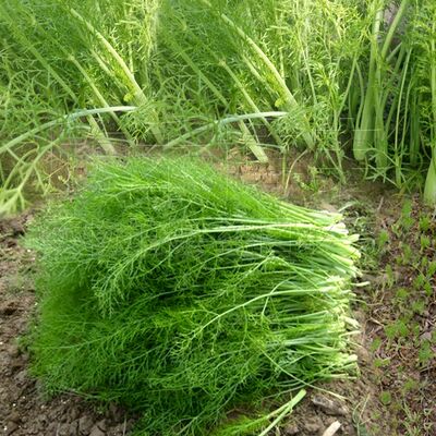 割茬茴香种子非转基因四季播菜种现在种春秋季种盆栽蔬菜菜种籽孑