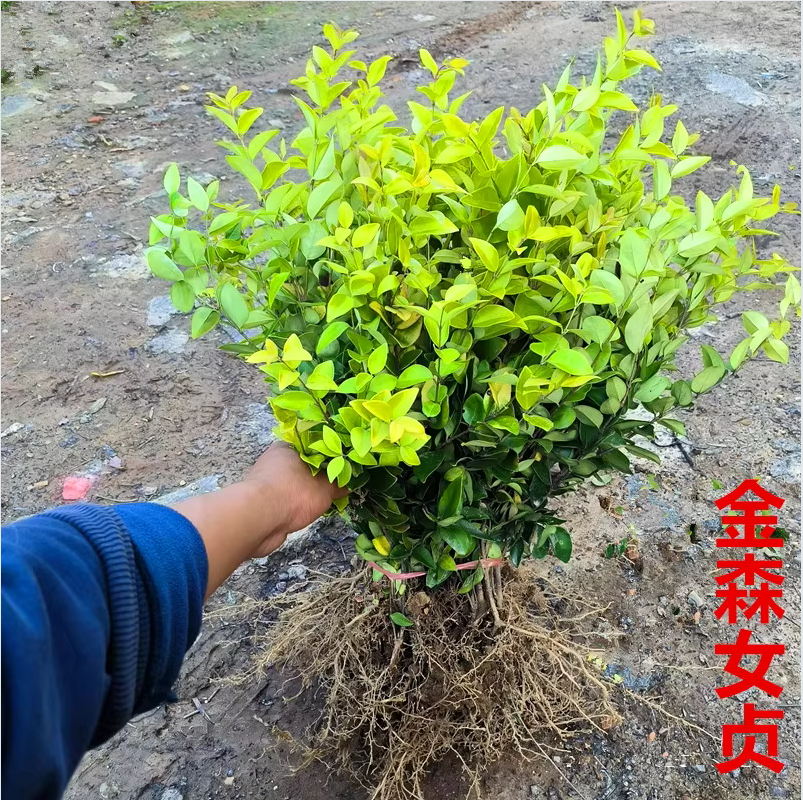 金森女贞树苗亮晶女贞苗