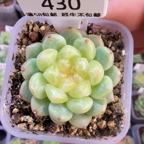 430 t3灯泡甜心