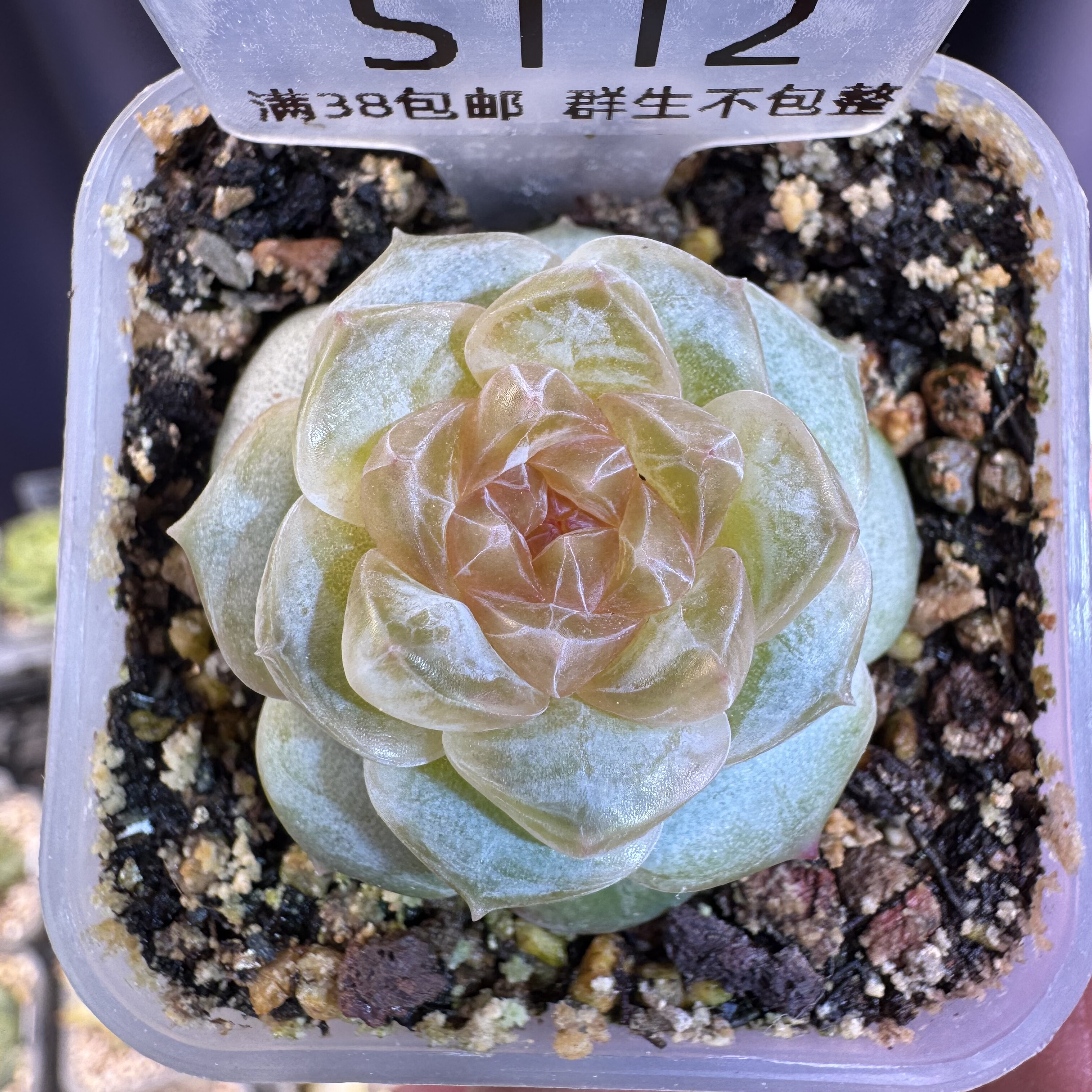 S112 128号溏心 一物一拍