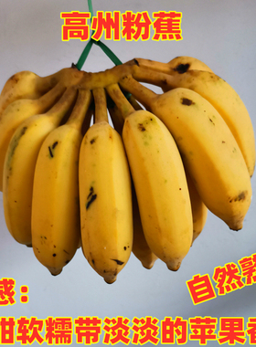 广东粉蕉3-5斤新鲜水果高州香蕉小米焦香蕉丑蕉自然熟食用苹果蕉