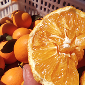 包邮 新鲜纽荷尔脐橙子整箱5斤9斤当季 水果果冻冰糖赣发货湖南